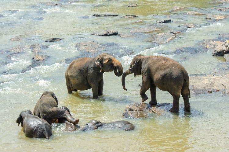 sri lanka elephants