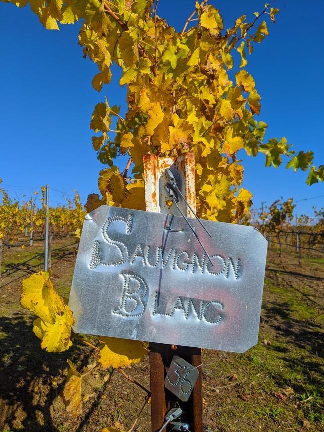 sauvignon blanc vines at hard winery temecula california