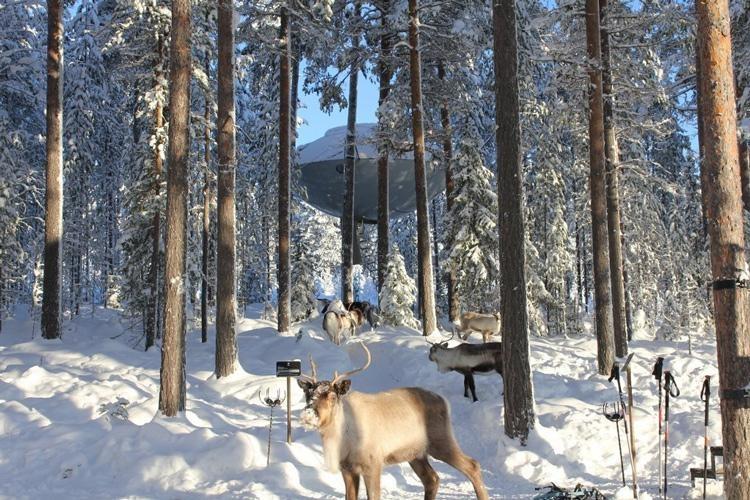 caribou and ufo treehouse