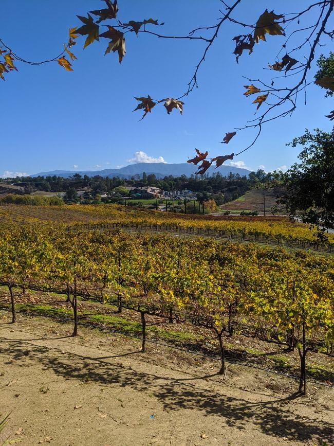 hart winery vineyard temecula california