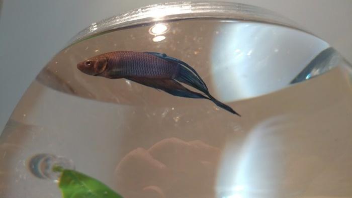 pluto the fish