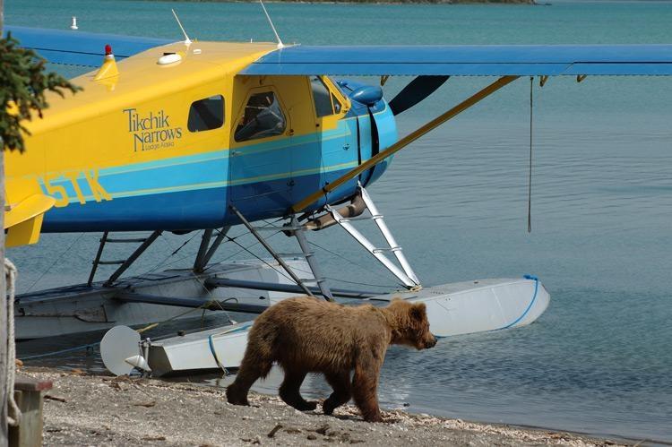 tikchik narrows lodge floatplane and bear