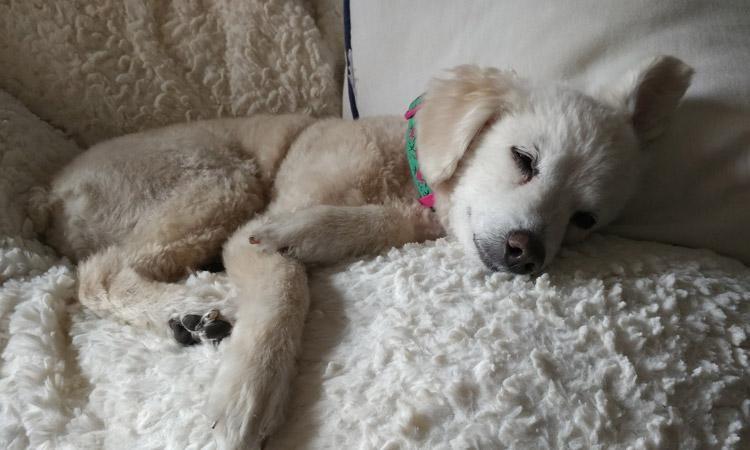 how to make it easier on your dog when you are away from home