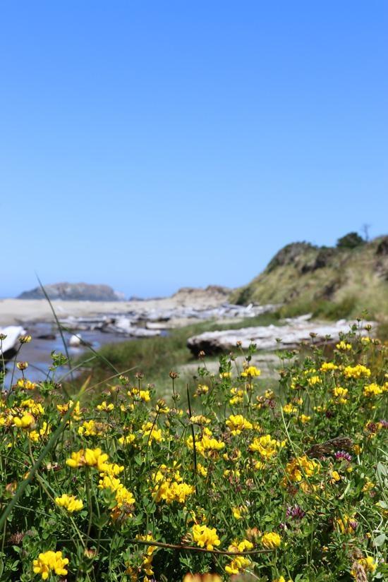 flowers on beach bandon oregon