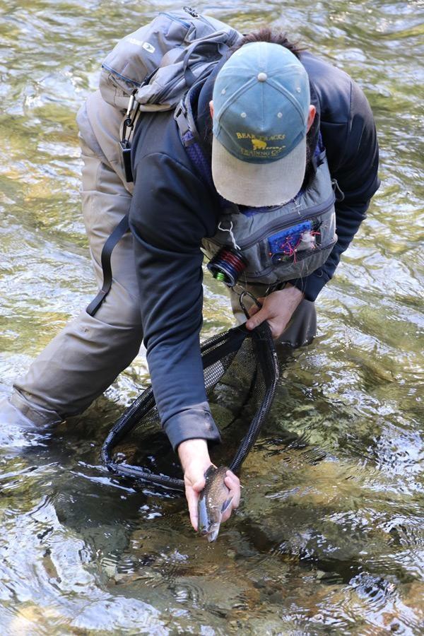 trout fishing in north carolina