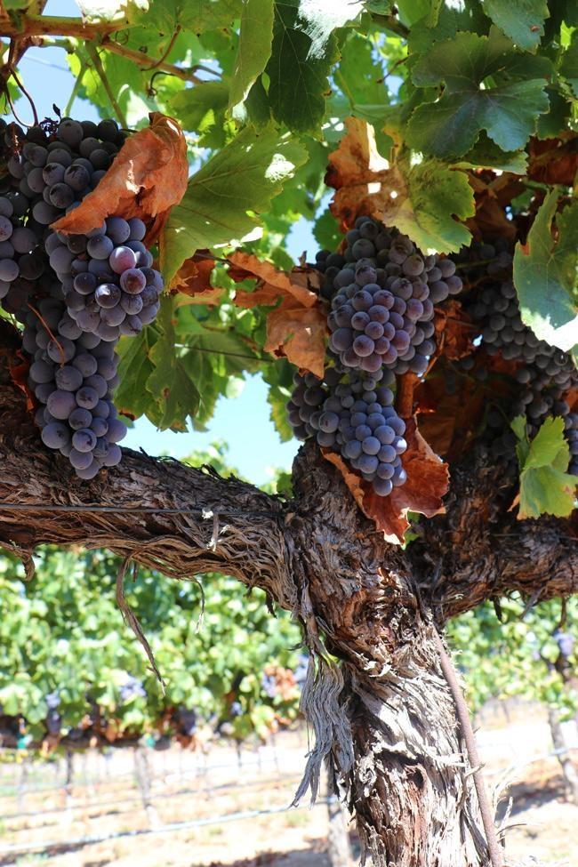 grape vines