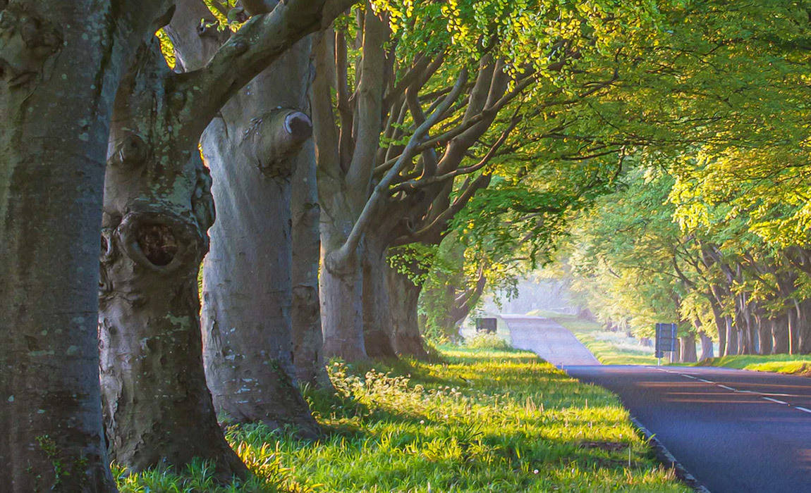 tree trimming businesses need help to grow