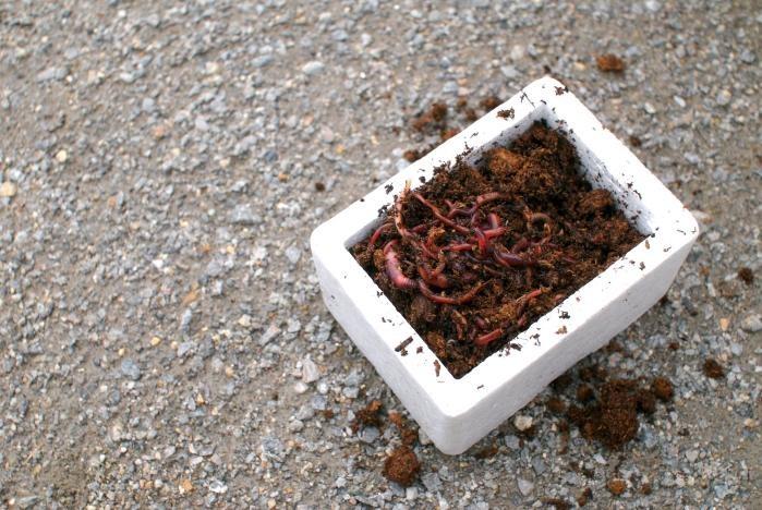 best bait for catching trout