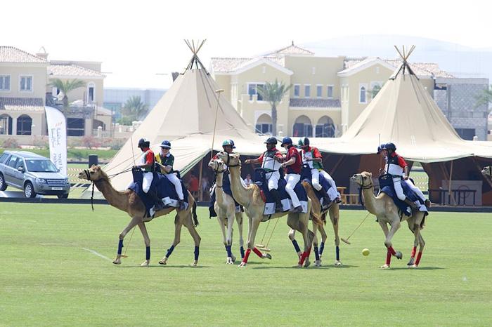 camel polo uae