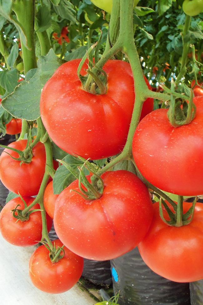 Tomatoes are a easy crop to begin growing when you begin learning how to become an urban farmer.