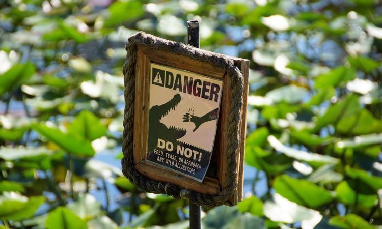 Don't feed the alligators