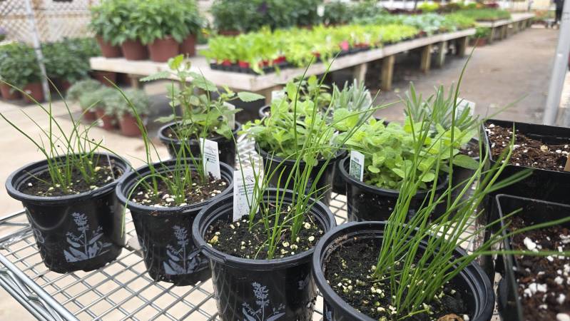 hoens garden center toledo ohio
