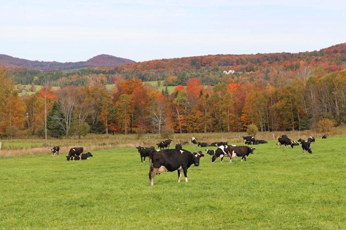 vermont cows with fall leaves