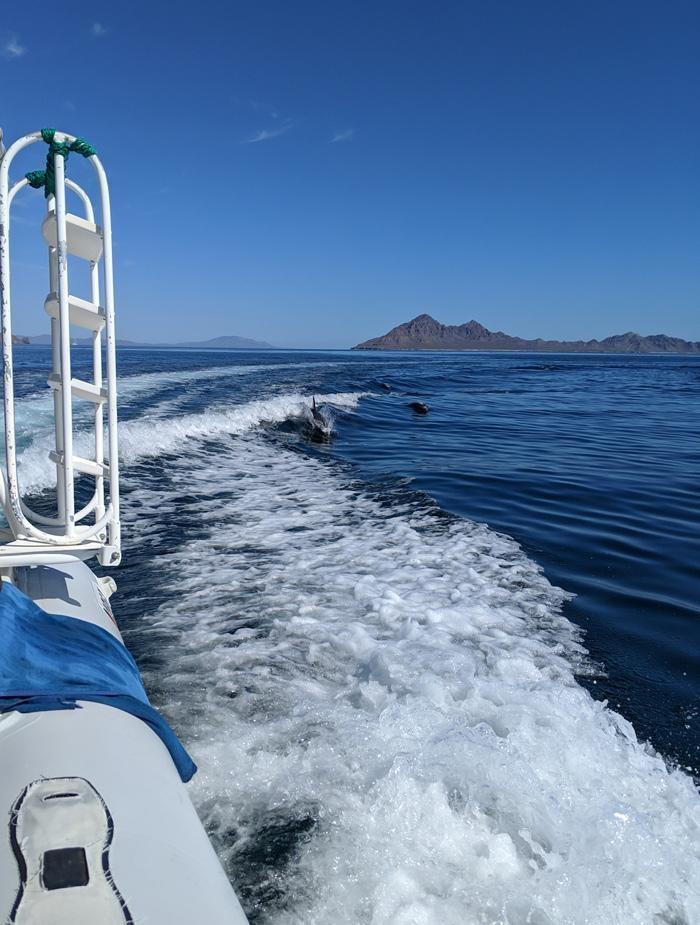 dolphins following fishing boat