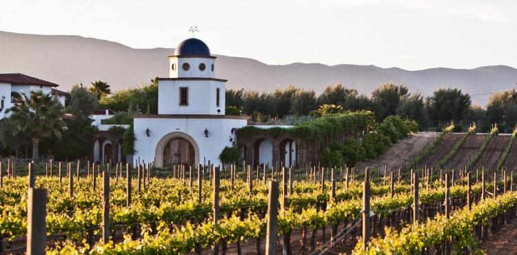 Exploring New Wines and Celebrating Favorites with Vivino