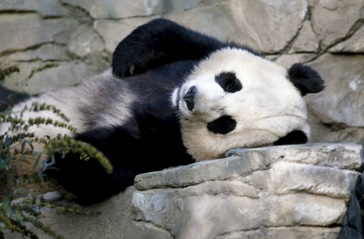 a giant panda the star attraction at the smithsonian institutions national zoo