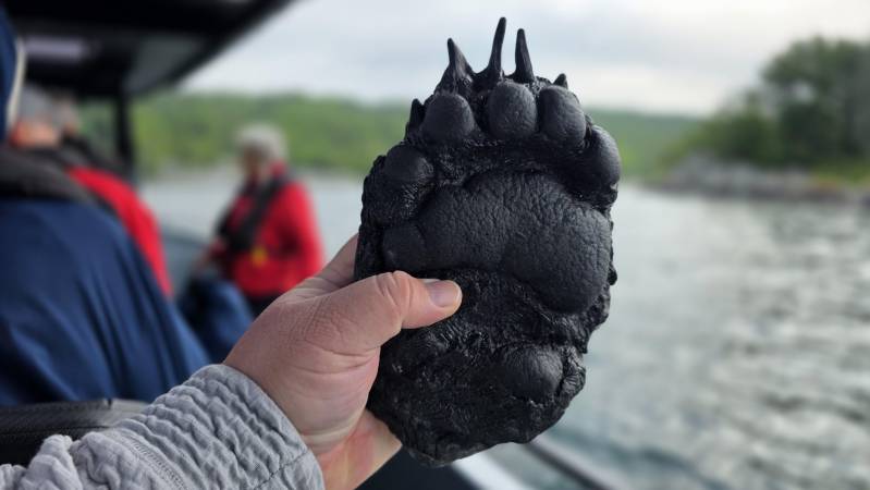 bear paw model learning about great lakes animals
