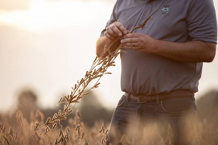 harvesting soybeans