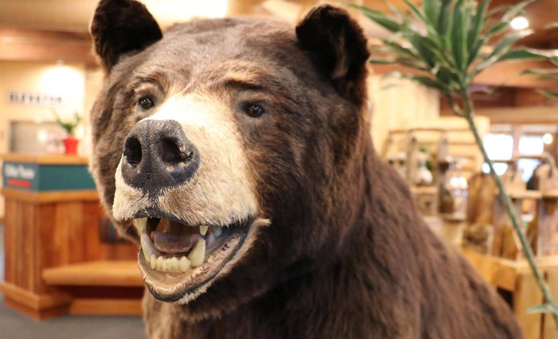 stuffed bear in Juneau Alaska
