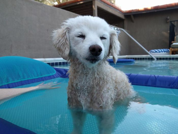 niki belle in the pool