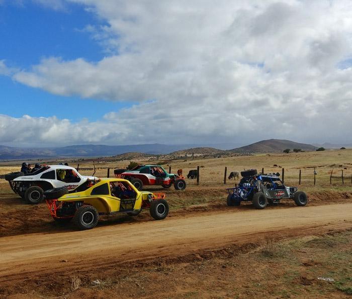 wide open baja cars by cows