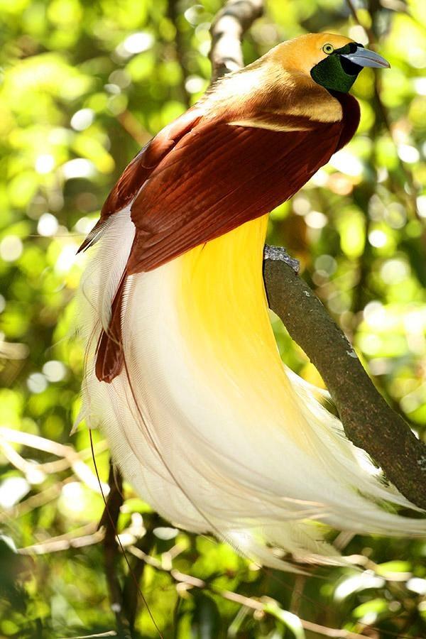 the cendrawasih bird known as bird of paradise is found on papua island indonesia