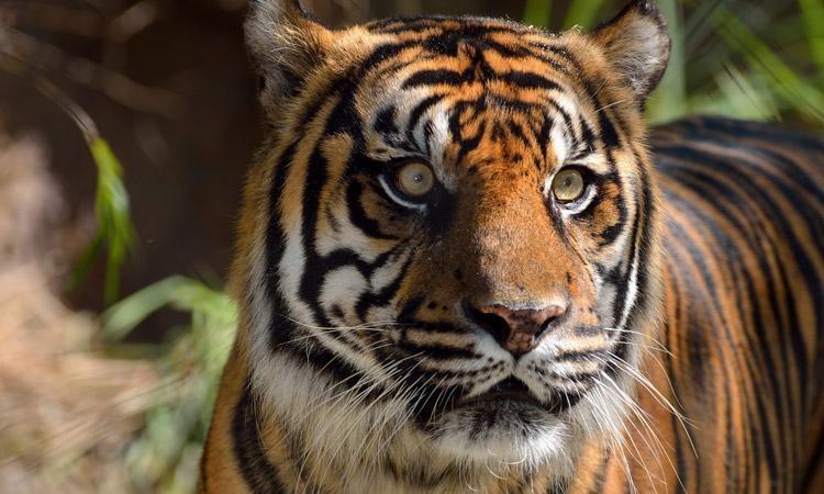 Wild animals that are native to Indonesia include the Sumatran Tiger.