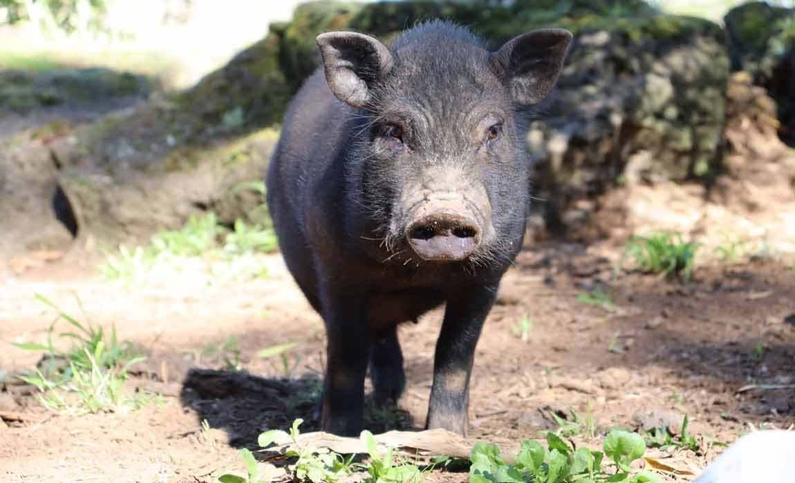 wild boar hunting in texas