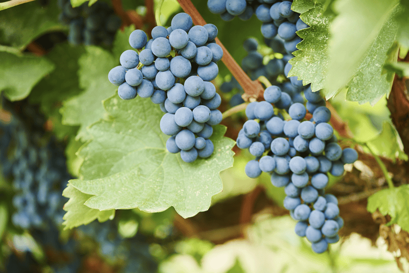 saperavi grapes from georgia