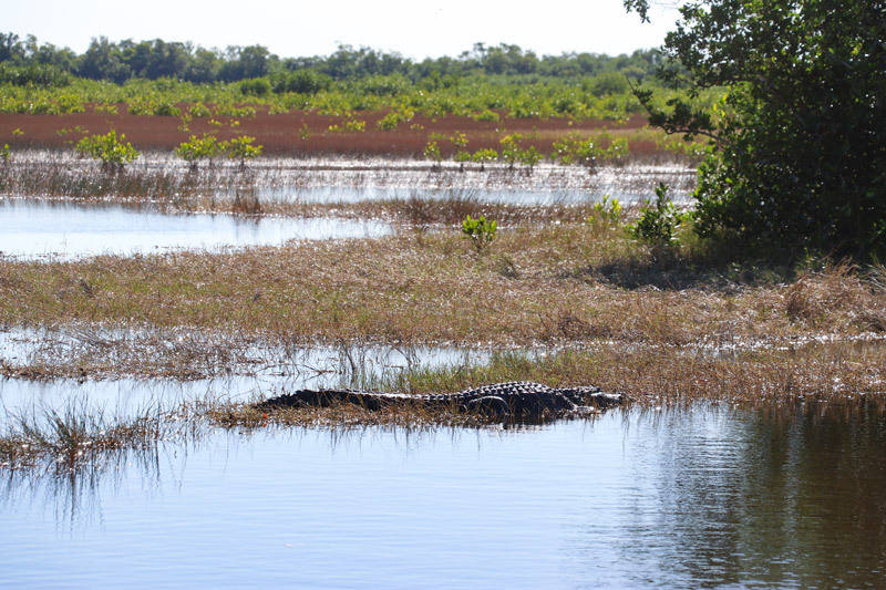 alligator at wootens airboat tours in grass