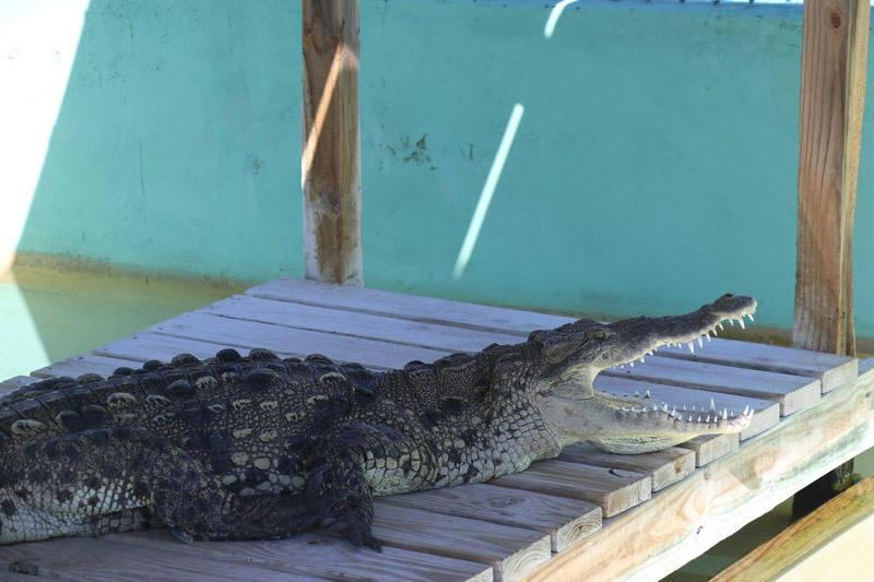 alligator at wootens