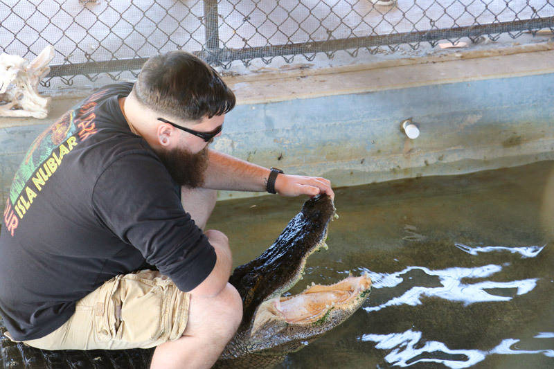 alligator experience at wootens