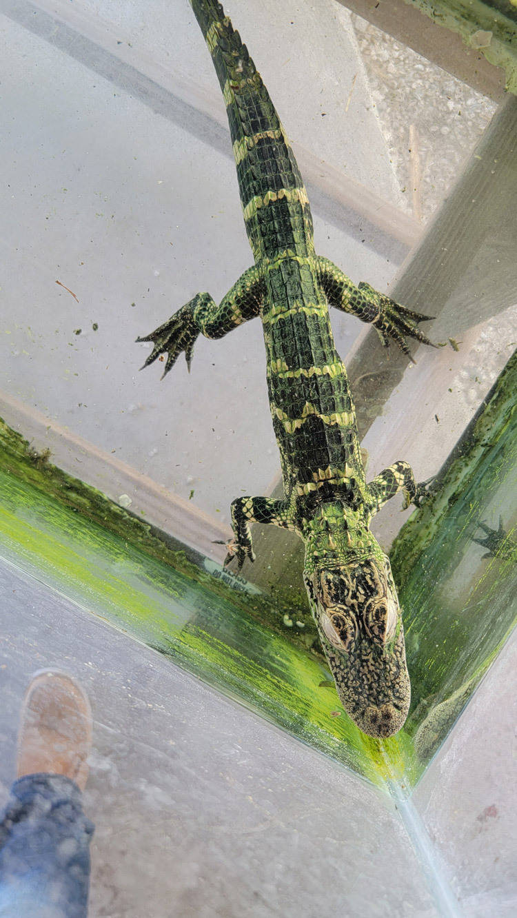 baby alligator