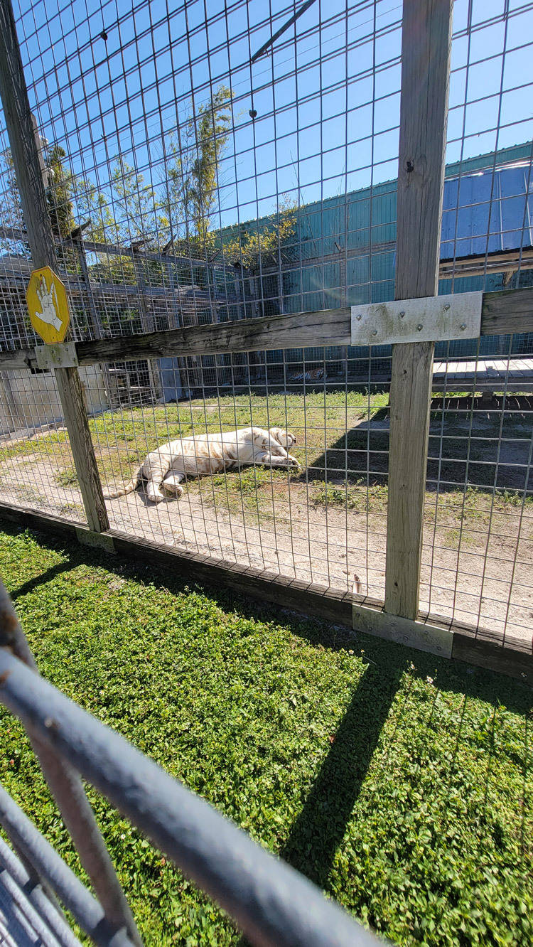 sleeping tiger