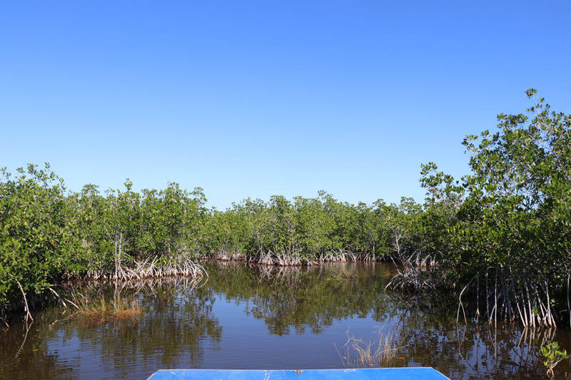 wootens airboat mangrove