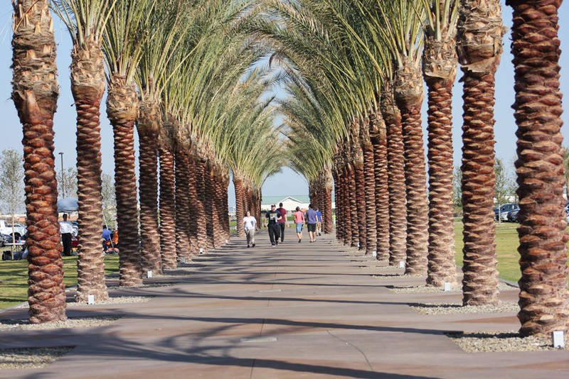 palm trees at cubs park in mesa az