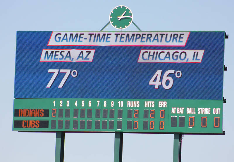 Palm Trees at Cubs Park