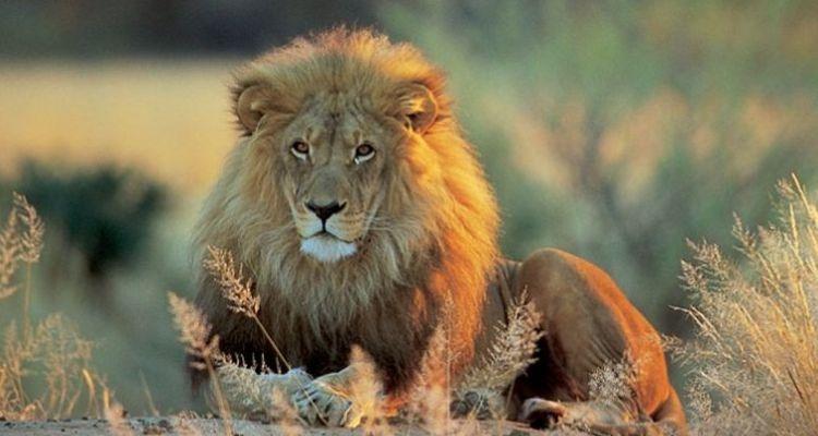 African Lion