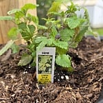 Lemon balm (Melissa officinalis) growing in a backyard planter base as a natural bug-repellent herb
