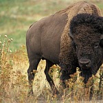 Hunting American Bison - Buffalo - In the United States