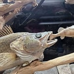 a Lake Erie walleye that had just eaten a smaller baitfish