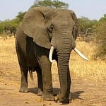 How to Plan the Best African Safari Tour