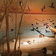 duck hunter at ward museum of wildfowl art