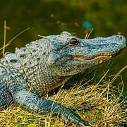 Alligator Adventure in North Myrtle Beach is one of many mancation adventures in Myrtle Beach South Carolina