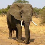 How to Plan the Best African Safari Tour