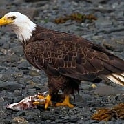 Best Places In America to See Bald Eagles