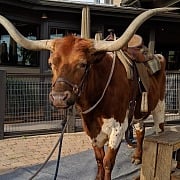 Irving Texas Guys Weekend Ideas
