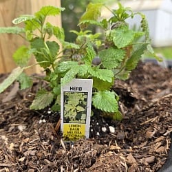 Lemon balm (Melissa officinalis) growing in a backyard planter base as a natural bug-repellent herb