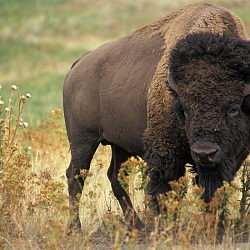 Hunting American Bison - Buffalo - In the United States