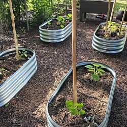 Four galvanized steel raised garden beds with bamboo trellises and young squash and cucumber seedlings